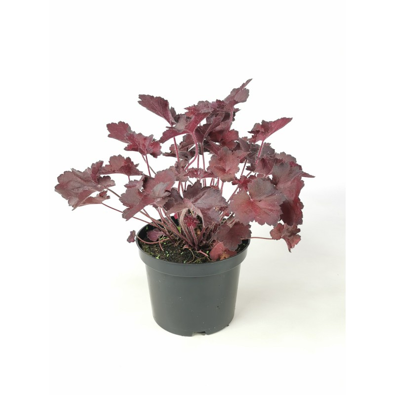 Urawka Ogrodowa Heuchera Obsidian