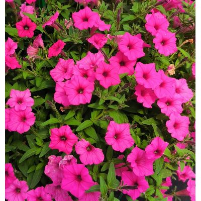 Supertunia MINI Vista sadzonka Hot Pink V7