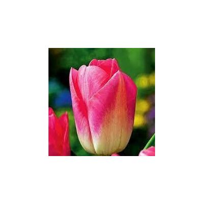 Cebulka Tulipan Triumph...