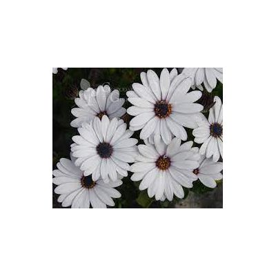 Osteospermum Stokrotka...