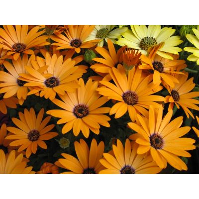 Osteospermum Stokrotka...