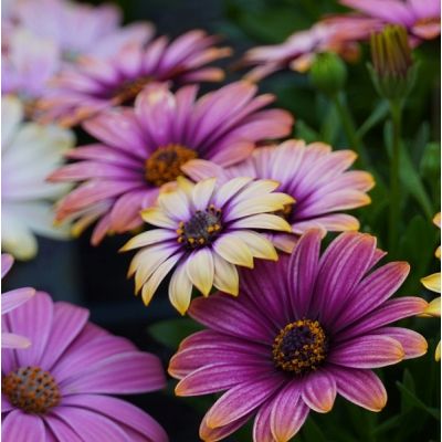 Osteospermum Stokrotka...