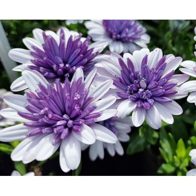 Osteospermum Stokrotka...