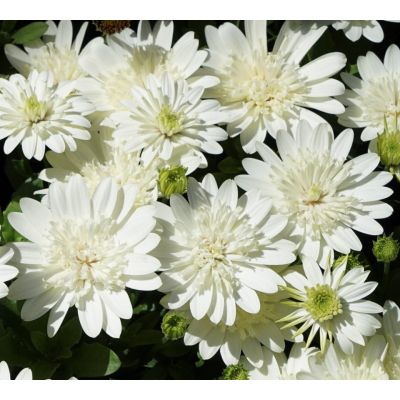 Osteospermum Stokrotka...