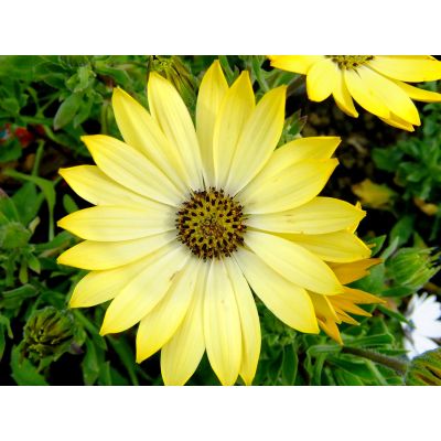 Osteospermum Stokrotka...
