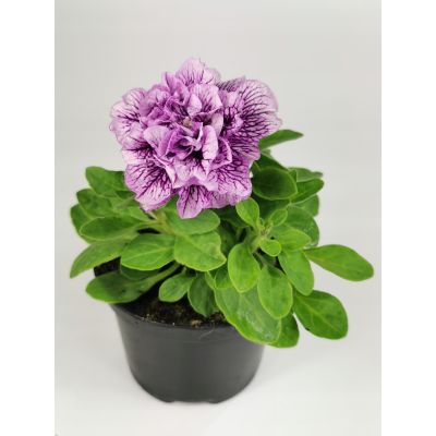 Surfinia Petunia zwisająca...