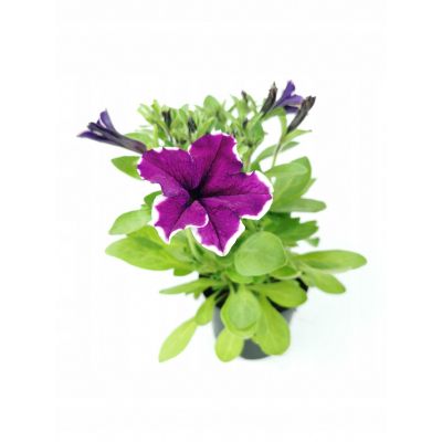 Surfinia Petunia Zwisająca...