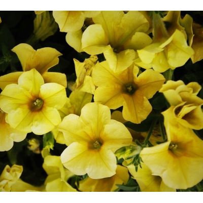 Surfinia Zwisająca Banana...