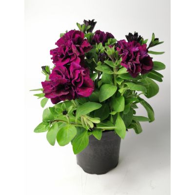 Surfinia Petunia zwisająca...