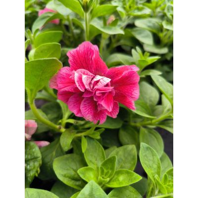 Surfinia Petunia zwisająca...