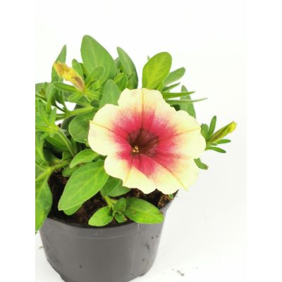 Surfinia zwisająca Peach...