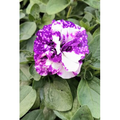 Surfinia Petunia zwisająca...