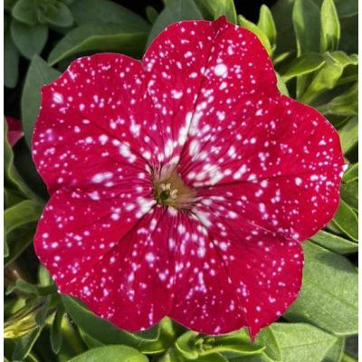 Surfinia zwisająca...