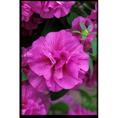 Surfinia Petunia zwisająca...