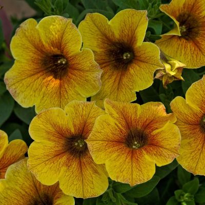 Surfinia zwisająca...