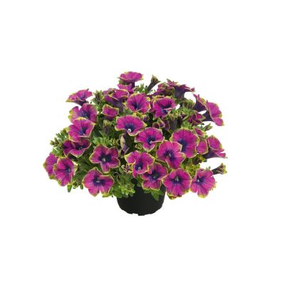 Surfinia zwisająca Veranda...