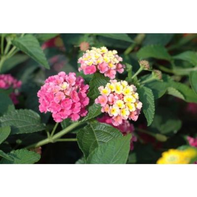 Lantana Camara Calippo Pink...