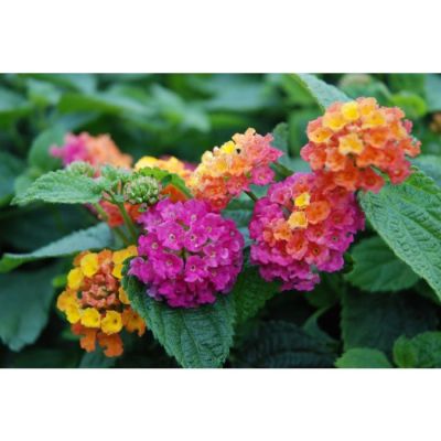 Lantana Camara Calippo...