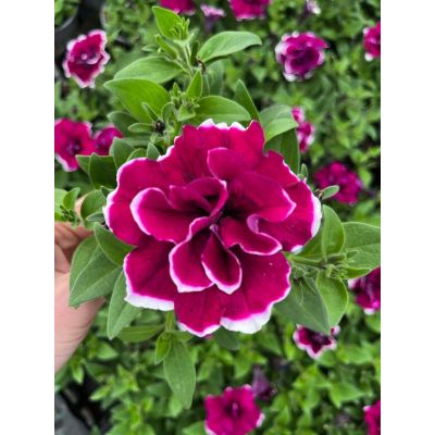 Surfinia Petunia zwisająca...