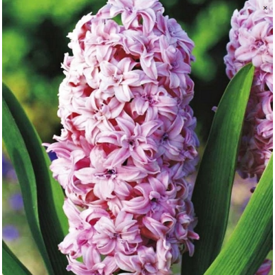 Cebulka Jesienna Hiacynt...