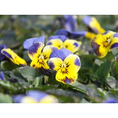 Bratki 2szt Bratek Fiołek...