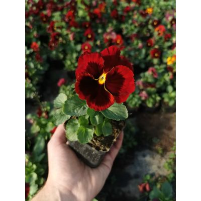 Bratki 2szt Bratek Fiołek...