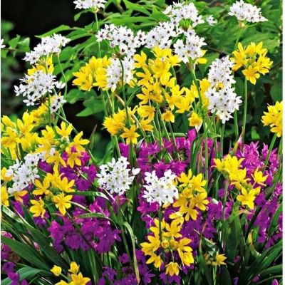 Cebulka Jesienna Czosnek...