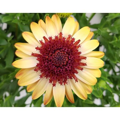 Osteospermum Stokrotka...