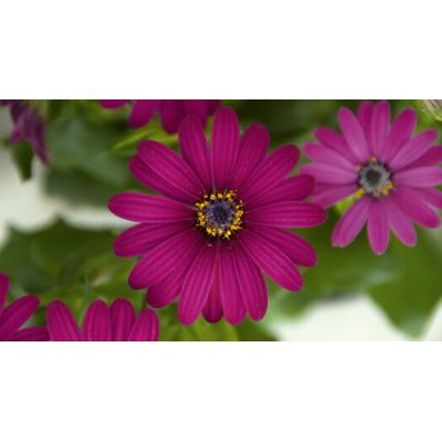 Osteospermum Stokrotka...