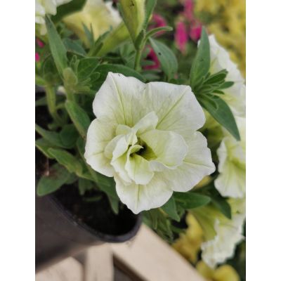 Surfinia Petunia zwisająca...