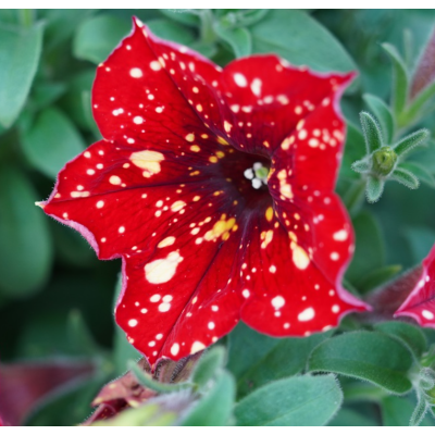 Surfinia zwisająca...