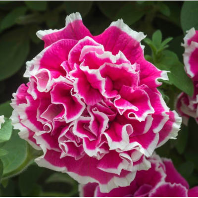 Surfinia zwisająca...