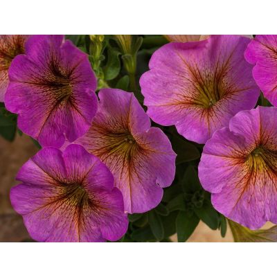 Surfinia zwisająca Sunray...