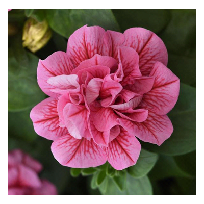 Surfinia zwisająca...