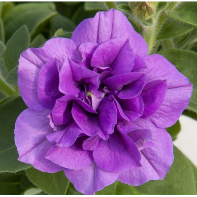 Surfinia Petunia zwisająca...