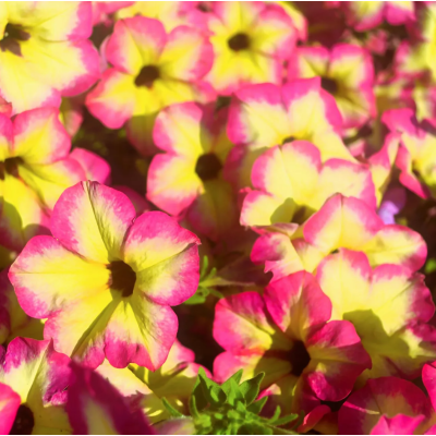 Surfinia zwisająca Magenta...