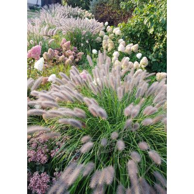 Rozplenica Japońska Little...