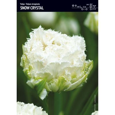 Cebulka Jesienna Tulipan...