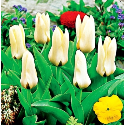 Cebulka Jesienna Tulipan...