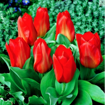 Cebulka Jesienna Tulipan...