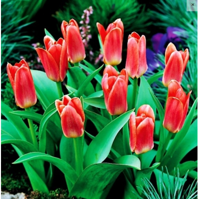 Cebulka Jesienna Tulipan...