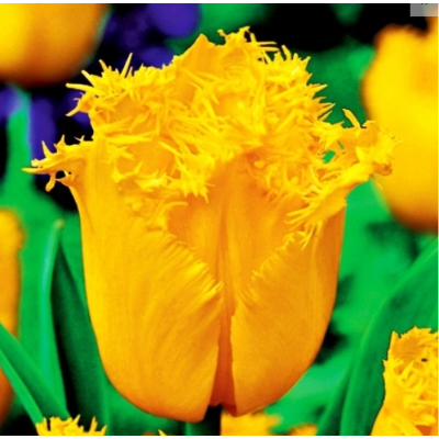 Cebulka Jesienna Tulipan...