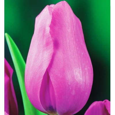 Cebulka Jesienna Tulipan...