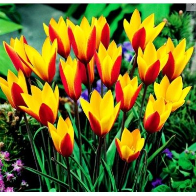 Cebulka Jesienna Tulipan...