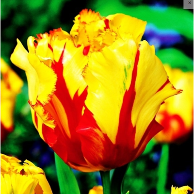 Cebulka Jesienna Tulipan...