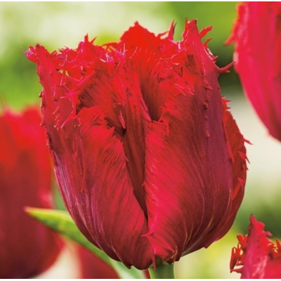 Cebulka Jesienna Tulipan...