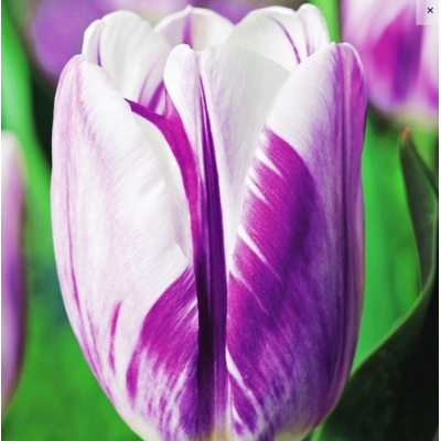 Cebulka Jesienna Tulipan...