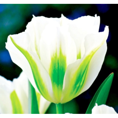 Cebulka Jesienna Tulipan...