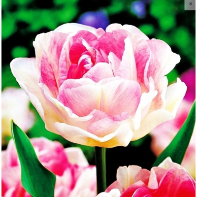 Cebulka Tulipan Angelique 5szt