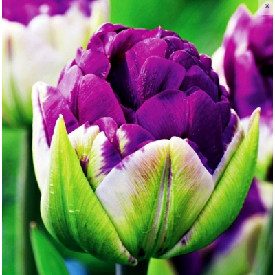 Cebulka Jesienna Tulipan...